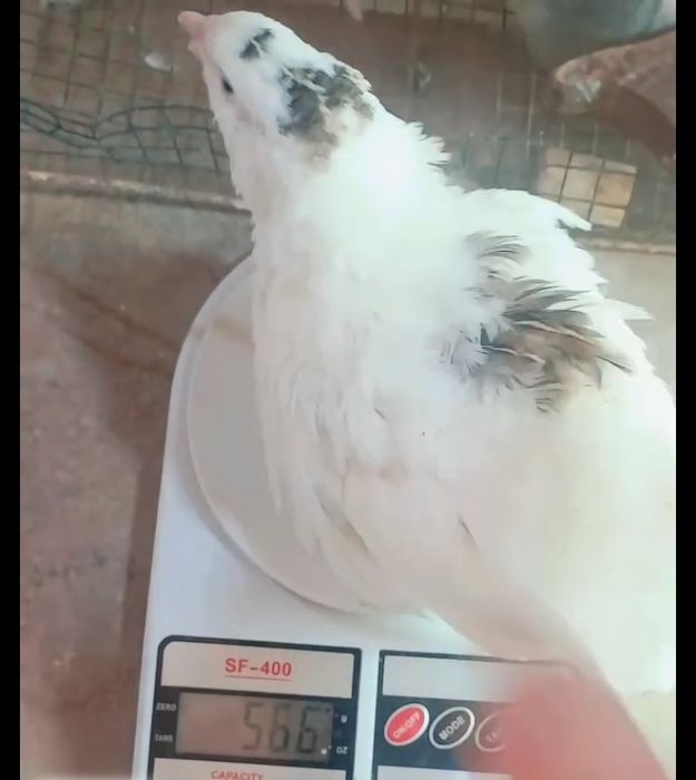 Бедана жожалари Техас гигант