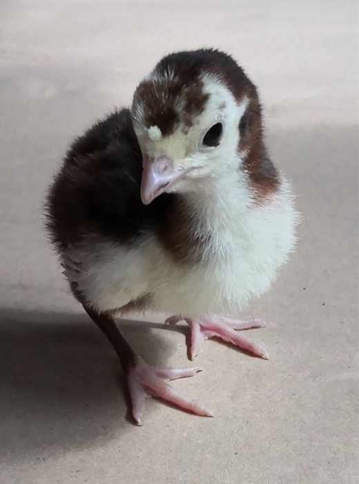 Пуйчета/малки пуйчета/пуйки/пуяци