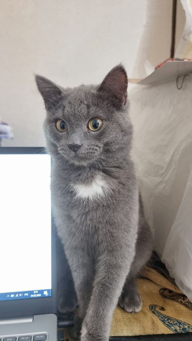 Срочно Отдам хорошего котика