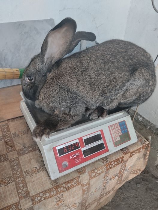 Крольчата, кролики