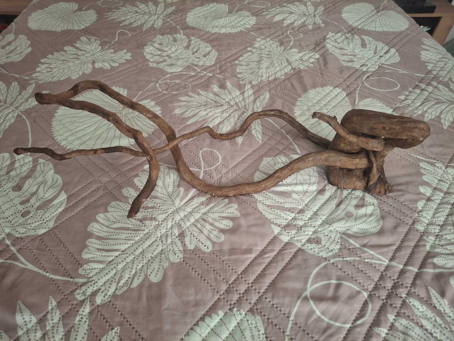 Корен за аквариум