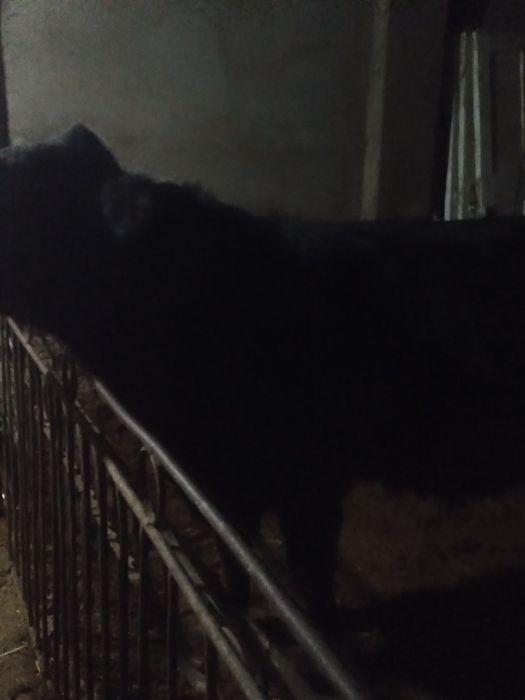 buqasha Angus 7,8 oili