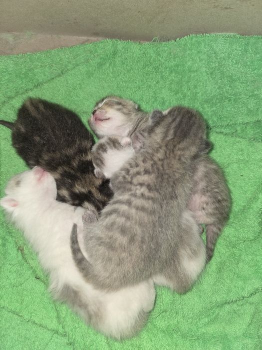 Срочно Продам котят