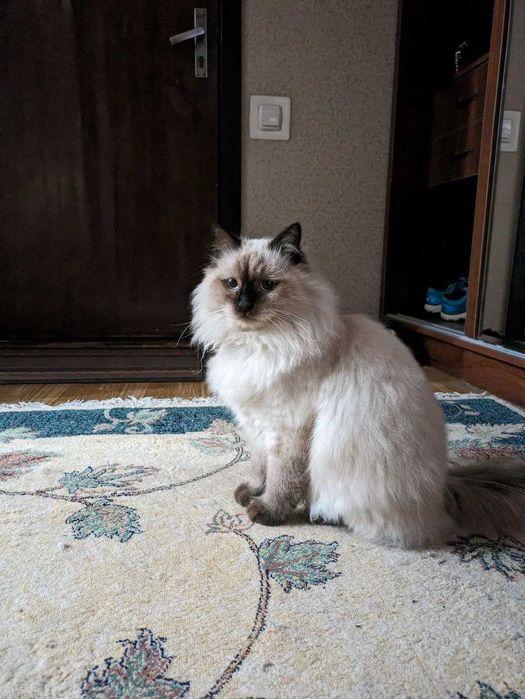 Потерялся сиамский/балинез кот.