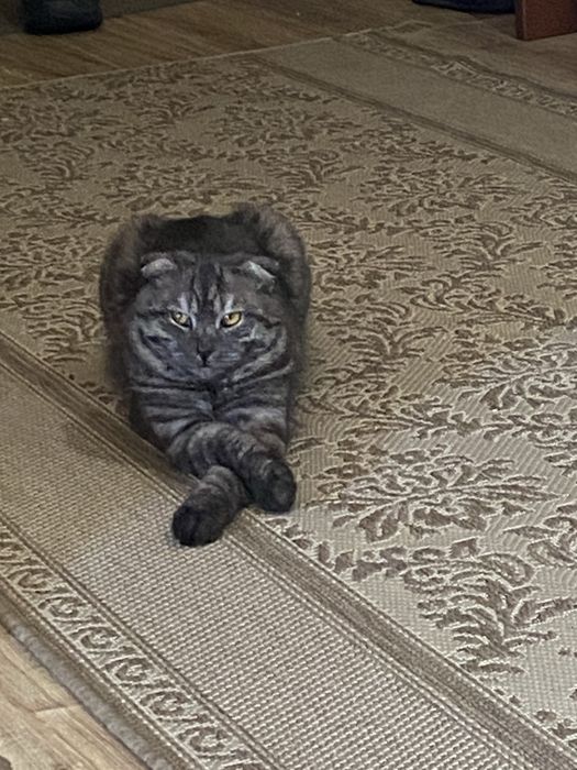 отдадим кота в добрые руки