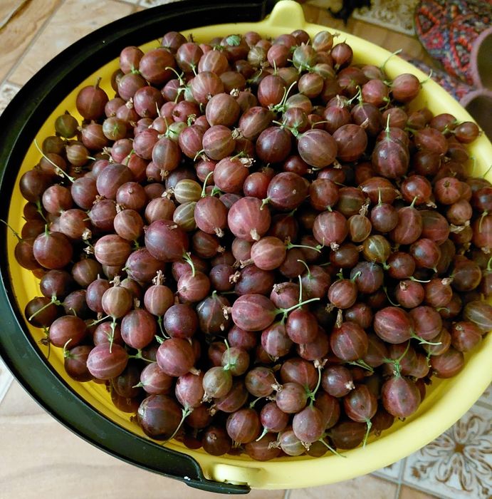 Продам крыжовник