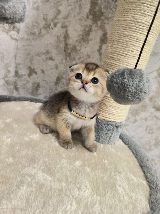 Котята от правильной вязки