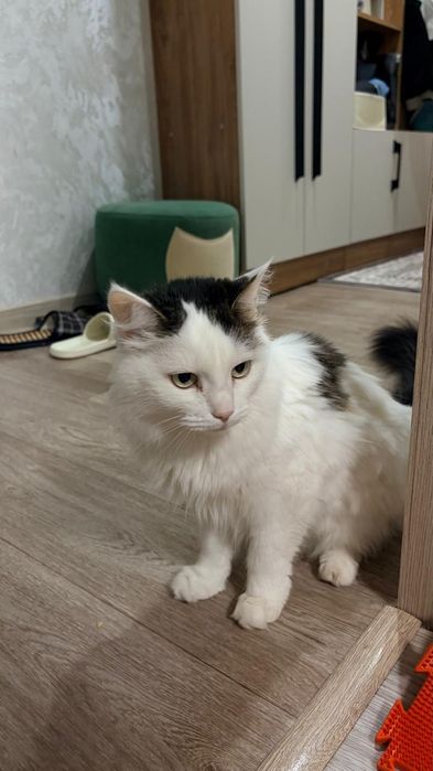 Отдам кошек в добрые руки