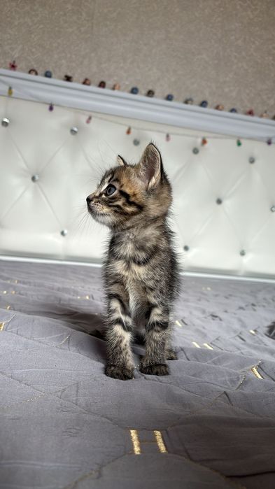 Прекрасный котенок