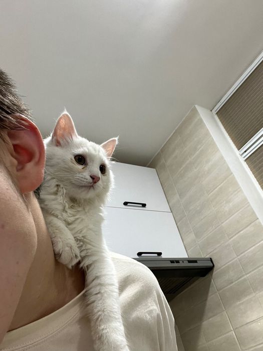 Кота в хорошие руки