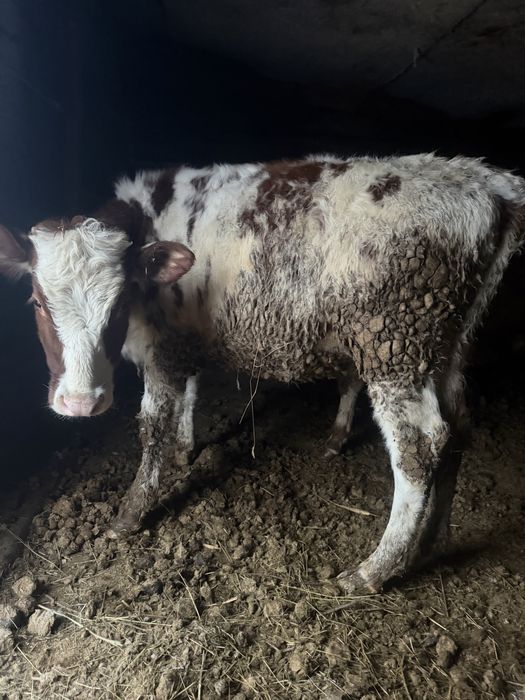 Продаются телочки