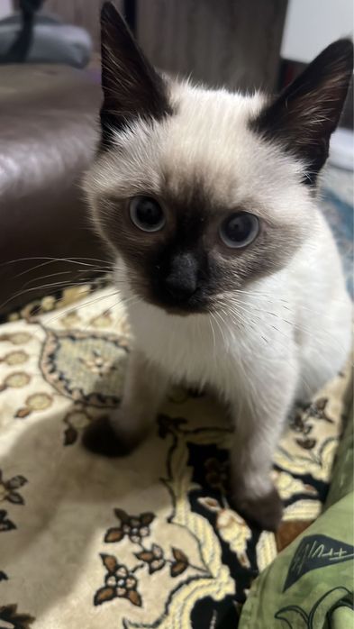 Пропал кот! Вознаграждение