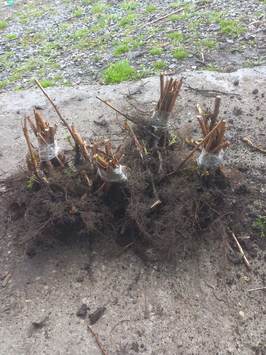 Butași zmeura Autumn Bliss.