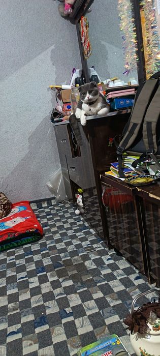 Sotiladi yow erkak mushuk arzonga beraman