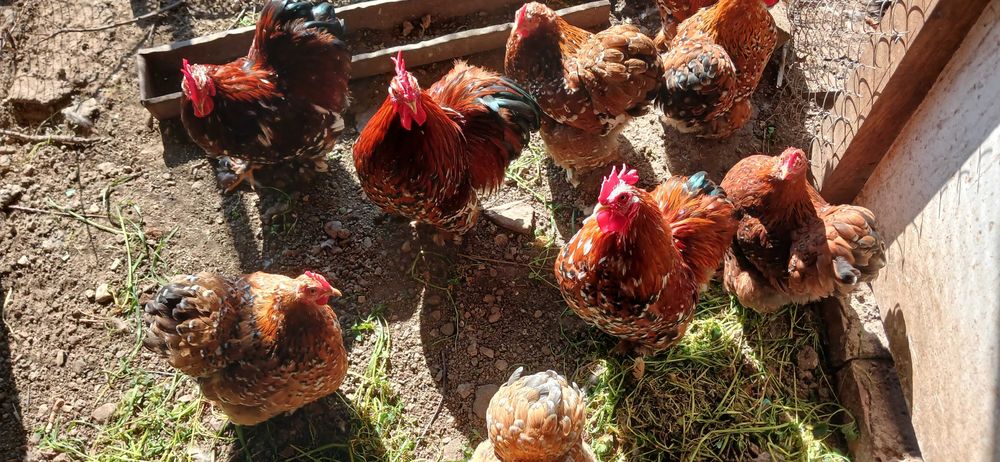 Мини кохин петлета и къдрави