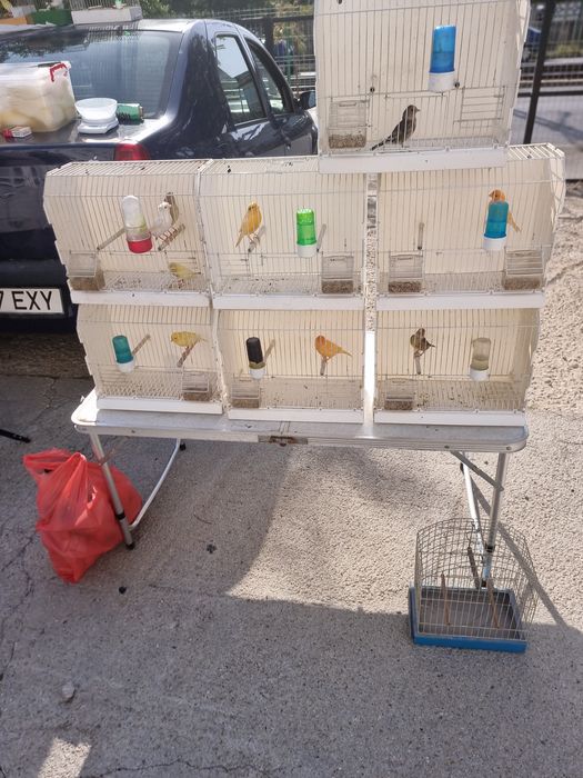 Vând canari  150 perechia