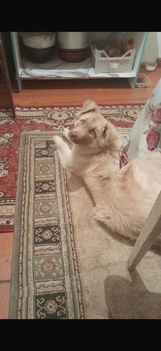 Супер красивый мальчик ищет дом !