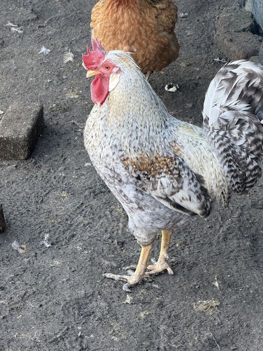 Домашни петли за консумация и разплод.