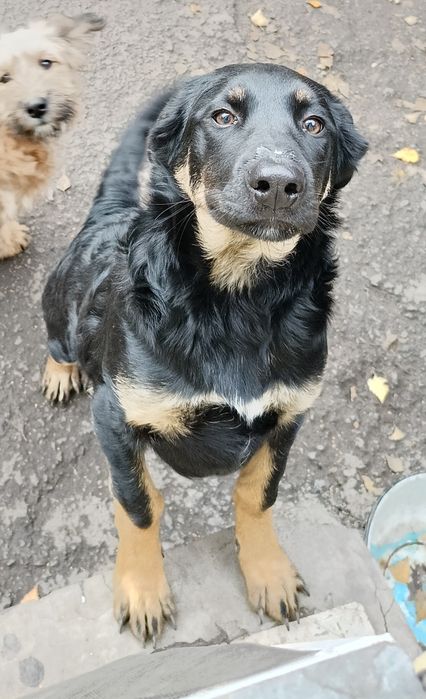 Щенки в добрые руки