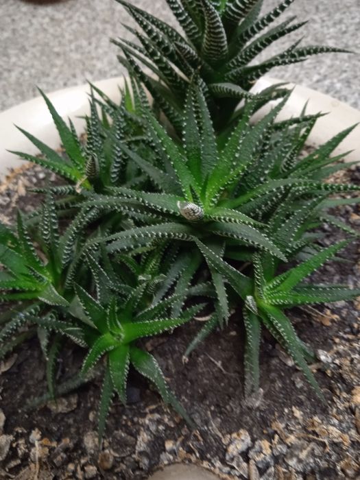 Алоэ микс растение