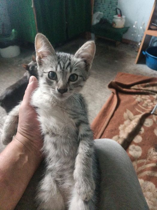 Котята ищут самых лучших родителей