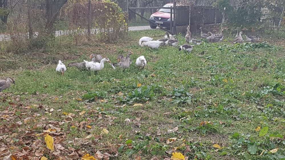 Vand oua gasca, gascani, rate, gaini si OUA !