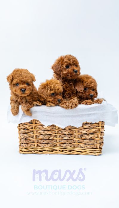 Той Пудел [Toy Poodle]