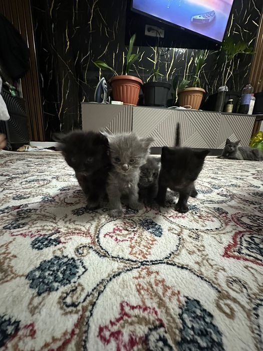 Котенки бесплатно