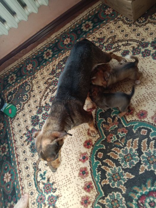 Кәндік күшіктер сатылады