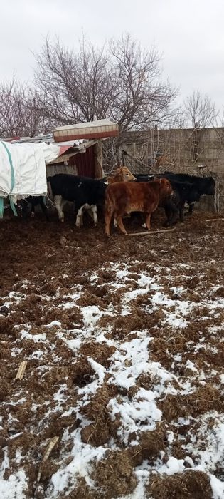 vând 6 tăurași și 2 vițele