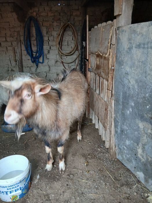 Нуб- ағылшын текесі мен тушалары,лақты сауын ешкі сатылады