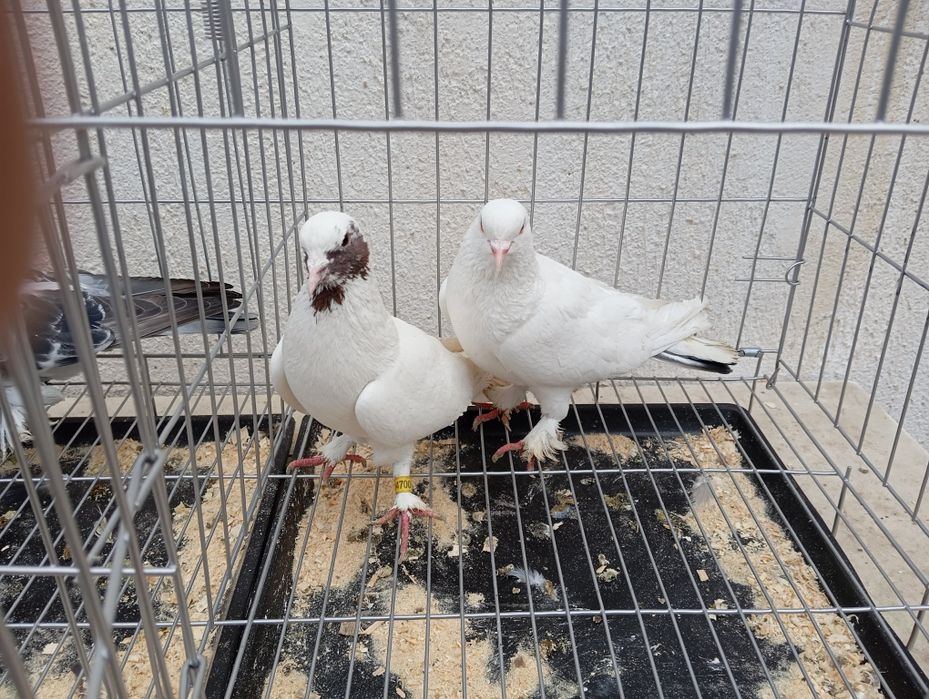 Продаются голуби