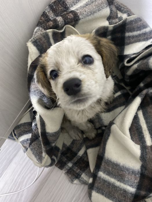 Срочно Отдам щенка бесплатно