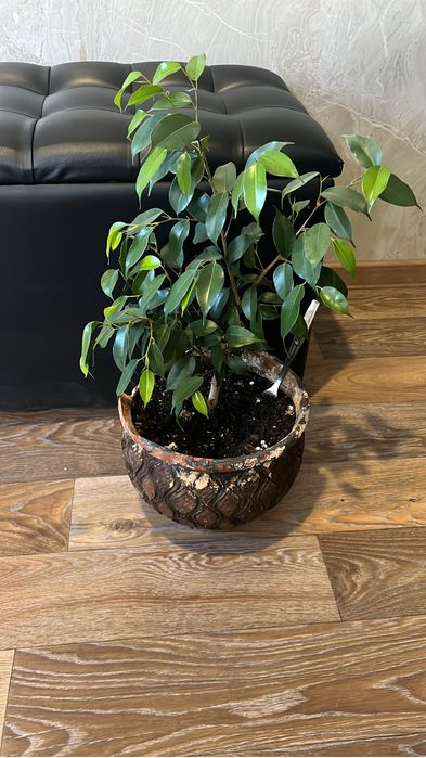 Комнатные цветы разные.