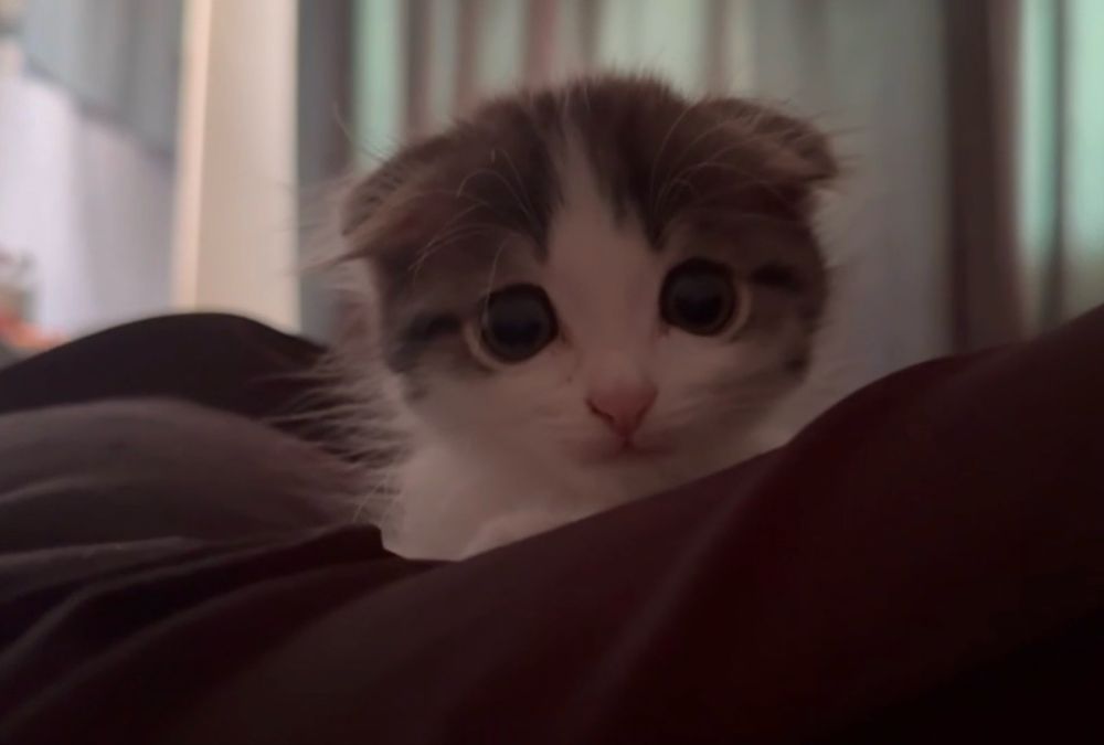 Шотландский котенок1