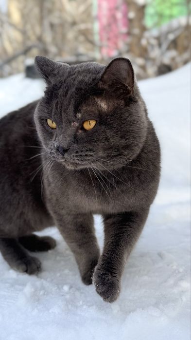 Отдам кота британца, ищу дом