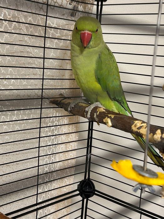 Ожереловый попугай