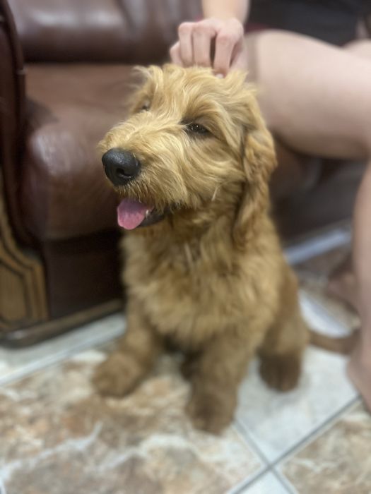 Vand/schimb Goldendoodle baiat 4 luni