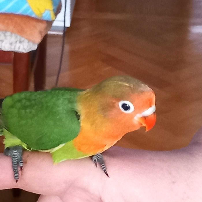 Vand puii blanzi de agapornis si costa 180 lei