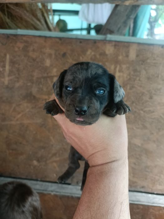 Teckel mini arlechin , tekel mini ochii albastrii , dashund