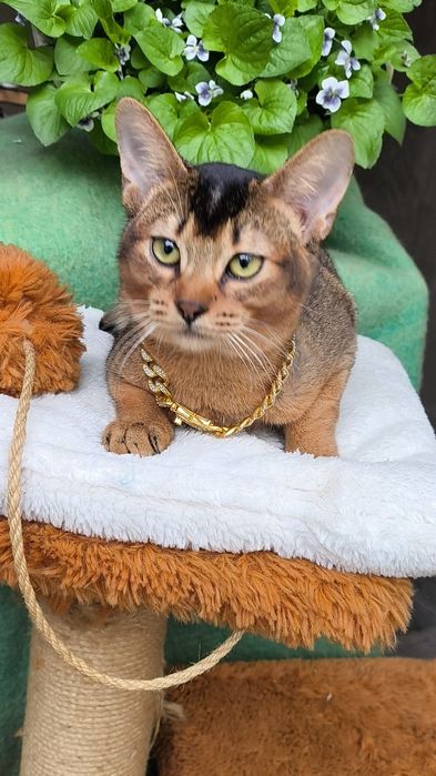 Абиссинские  котята . КЛУБ