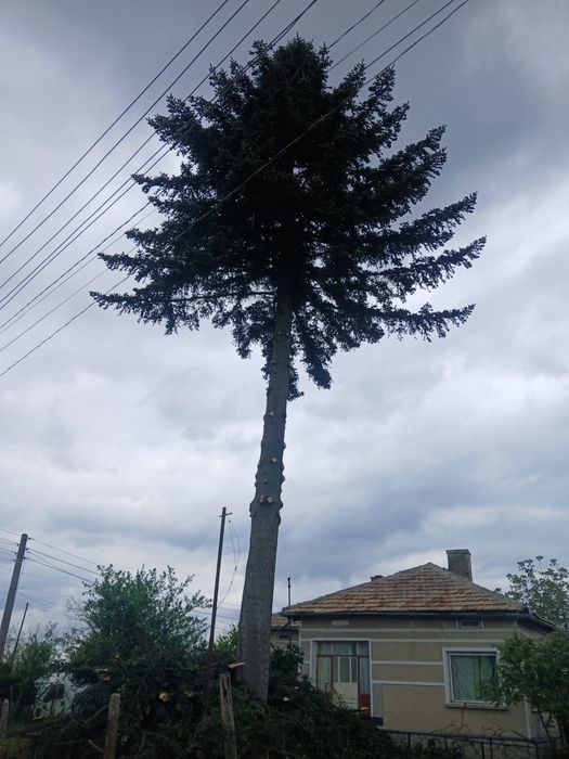 Професионално рязане и кастрене на дървета в Каварна