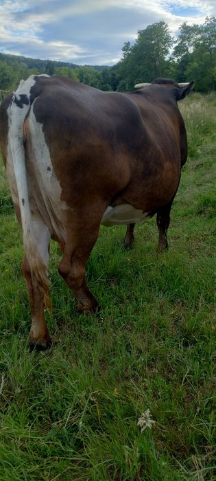 Vaca de vânzare .