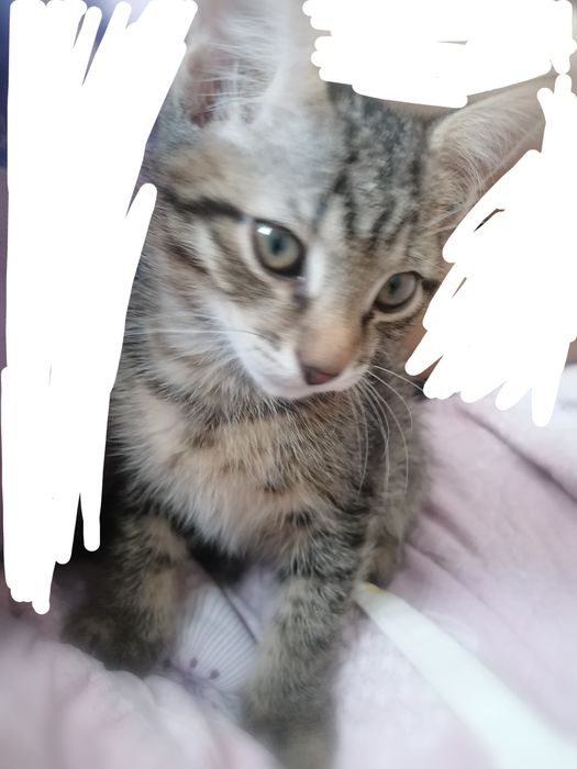 Срочно отдам в добрые руки.