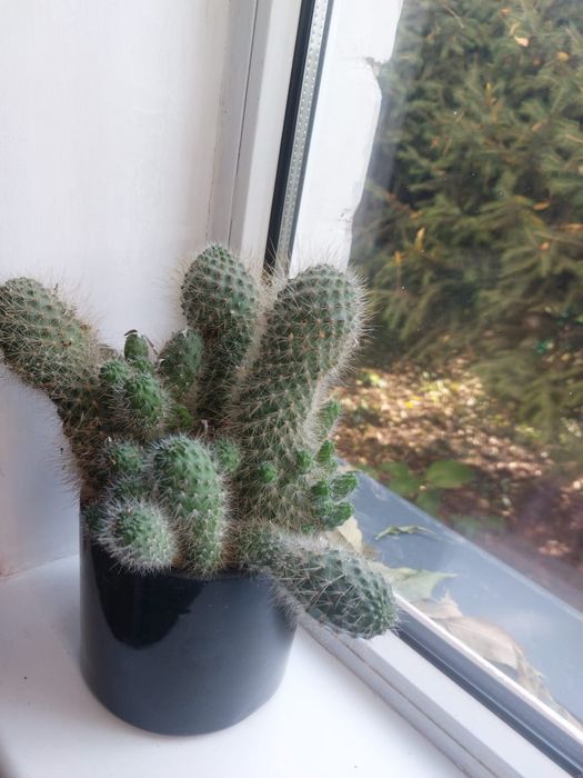 Продам цветок  Кактус