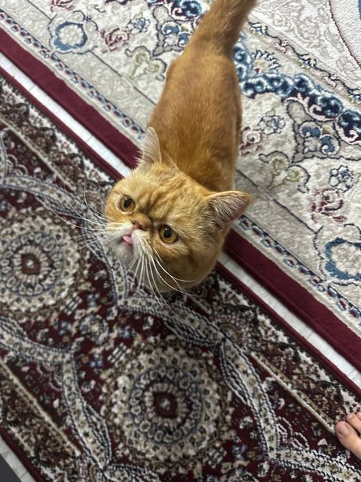 Продам кошуку персидкий