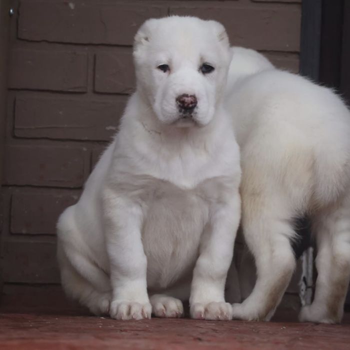Высокородные щенки из питомника