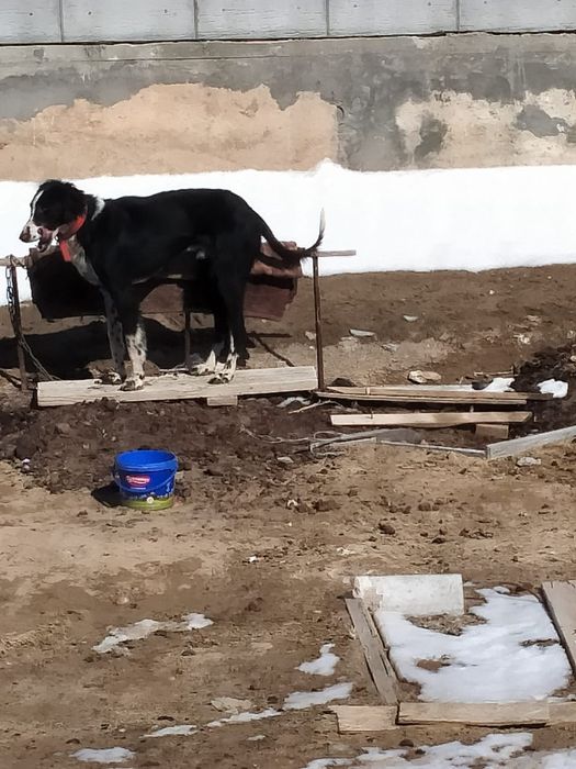 Тазы сатылады 2,5жасар 4туган