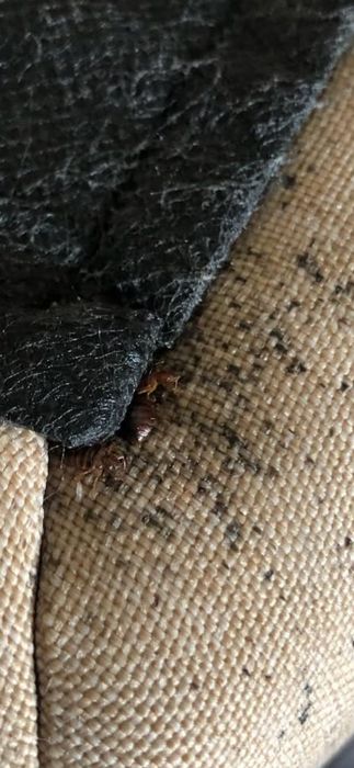 Дезинфекция от клопов, тараканов и грызунов с гарантией качества!