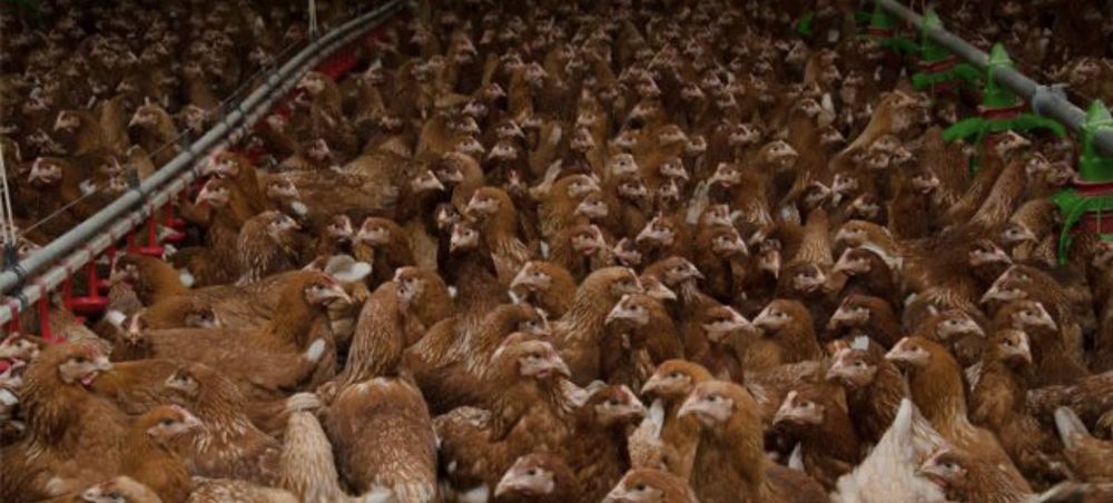 Vindem pui Albi de carne și rosi